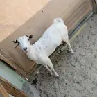 للبيع صخله مقربه تولد ممكن باقي لها شهر أو شهرين تقريباََ