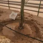 نعمل في مجال زارعه النخيل وتركيب شبوك ا
