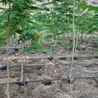 شتلات اشجار