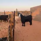 للبيع تيس عارضي طيب