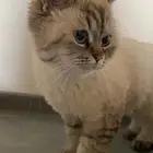 قطه مفقوده سكوتش ستريت