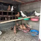 حمام مصري مالطي