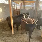 معزا