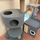 بيت قطط