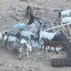 تيوس بيشيات تصلح مشاريع فحول أو ذبح