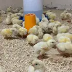 صوص دجاج روز لاحم