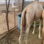 قعود جزر