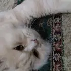قط مطعم ومعقم للتبني