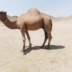 بعير للبيع