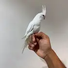 كروان آليف