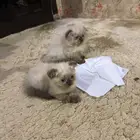 قطط اناث