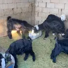 تيوس