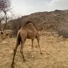 قعدان للبيع