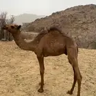 قعدان للبيع