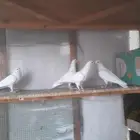 فروخ حمام صنعاني وهزاز هندي