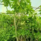 أشجار الياسمين الهندي