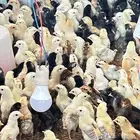 صيصان بلدي