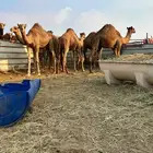 قعدان للبيع العدد 7 قعدان سمان ونظيفه وتربيه خاصه ا