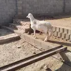 طلي صنف مشروع للبيع