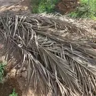 جريد نخل عربي