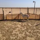 حريه احتمال تكون مضرع