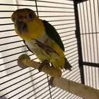 كايك وايت بلي