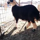رخل فل طيبه