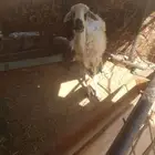 نعجة حرية مقنوي