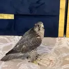 طير جير