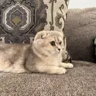 قطة سكوتش للبيع