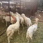 خرفان ذبائح بلدي 20