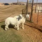 طليان حريات ( تم البيع )