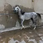 فرس شعبيه شيخه عربيه منوه القاني
