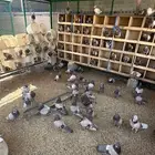 حمام فرنسي اغلبها ذكور