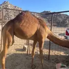 بكره سمين