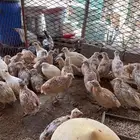 سمان للبيع