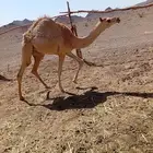 بكره للبيع بنت الليزر