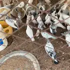للبيع 30 جوز حمام عايدي