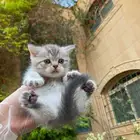 كيتن سكوتش فولد مطعمين للبيع لايوجد تبني