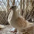 حمام مفتل