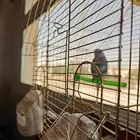 عصفور للبيع