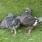 جوز كنق مودينا منتج الحجم العادي