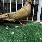 جوز مصري اصفر