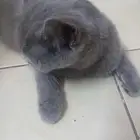 قطة شيرازي للتبني