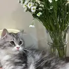 كيتين للتبني