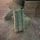 برسيم جندير