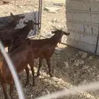 5 خبيش دهم حمر على الشرط