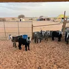 جفار