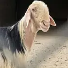 فحل نجدي صنف للبيع