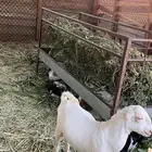 تيسين حوالي 5 شهور